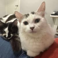 Photo of Pumpkin   Now Available At Pet Quarters Broadmeado