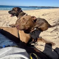 Photo of Ember   14 Month Old Ridgeback X