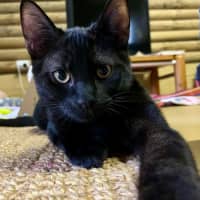 Photo of Neko