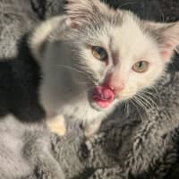 Photo of Grogu   In Foster Care In Ashburton