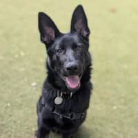 Photo of Bramble