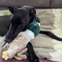Photo of Angie, The Greyhound