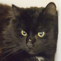 Photo of Binx