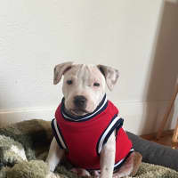 Photo of Milo