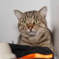 Photo of Ozzie