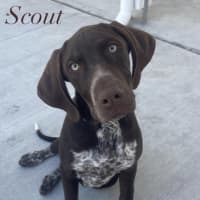 Photo of Scout