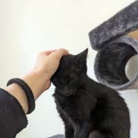 Photo of Midnight