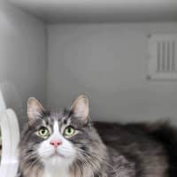 Photo of 🐯 Maximus 5389 🐯