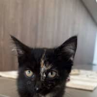 Photo of Sesame