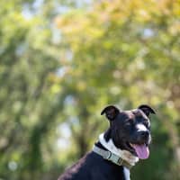 Photo of Tyson