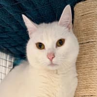 Photo of Rascal