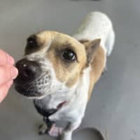Photo of Patches