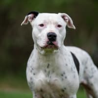 Photo of Houdini