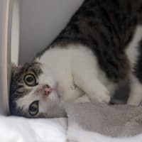 Photo of Baxter