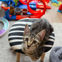 Photo of Stella