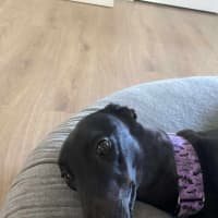 Photo of Sally, The Greyhound