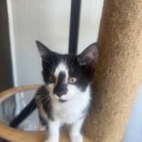 Photo of Pippa