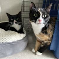 Photo of Sally   Now Available At Pet Quarters Glendale