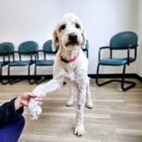 Photo of Daisy