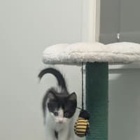 Photo of Lychee