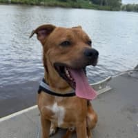 Photo of Buddy