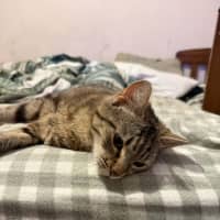 Photo of Penny   Meet Me At The Adoption Day 28/2