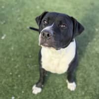 Photo of Missy Moo Imp 1579