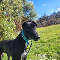 Photo of Duke   Cat Friendly 