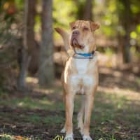 Photo of Angus