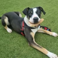 Photo of Pongo