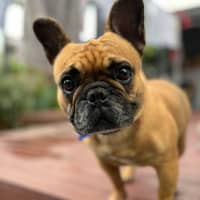 Photo of Tiari   5 Year Old French Bulldog