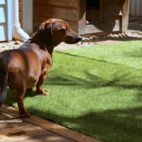 Photo of Frankie Silvanus