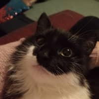 Photo of Romeo