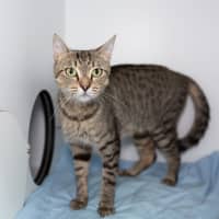 Photo of Olive
