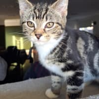 Photo of Chai