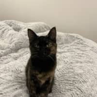 Photo of Abby 