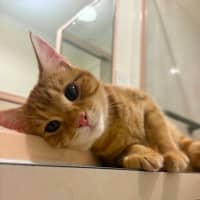 Photo of Gingy