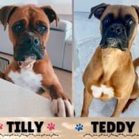 Photo of Tilly & Teddy