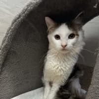 Photo of Olive