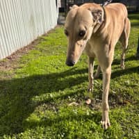 Photo of Sandy Boy
