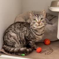 Photo of Bunny Rabbitt