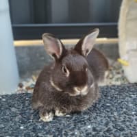 Photo of Olive (W Basil)