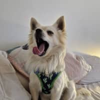 Photo of Dumpling   10 Month Old Pomeranian X Spitz