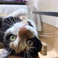 Photo of Georgie