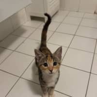 Photo of Aphrodite   Ringworm Special $49