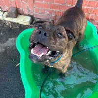 Photo of Ralphy Aka Wreck It Ralph