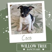 Photo of Coco