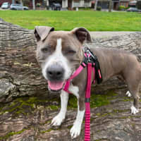 Photo of Tilly "Foster To Adopt"