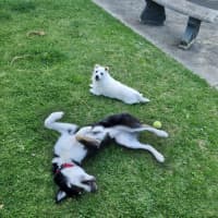 Photo of Zuri Mitrovic