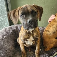 Photo of Danny Green (68345)